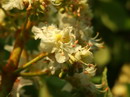 Horse chestnut